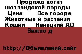 Продажа котят шотландской породы › Цена ­ - - Все города Животные и растения » Кошки   . Ненецкий АО,Вижас д.